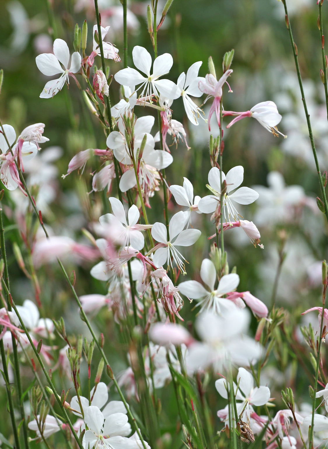 files/Gaura.jpg